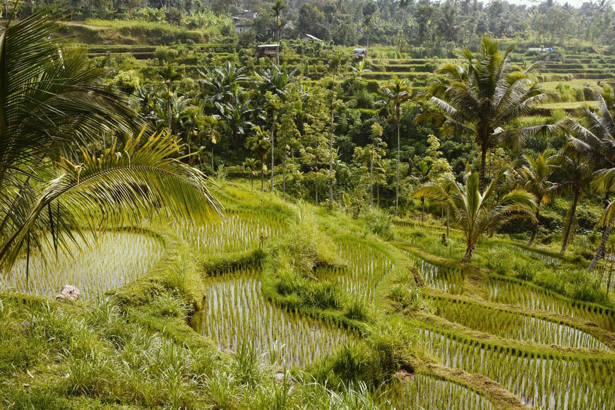 Tetebatu Sunrise Homestay Exterior photo